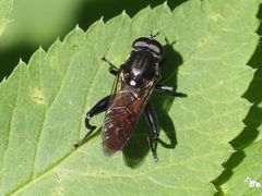 Chalcosyrphus piger