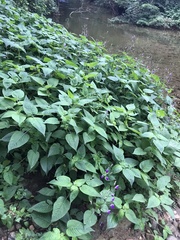 Brillantaisia lamium