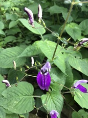 Brillantaisia lamium