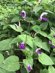 Brillantaisia lamium