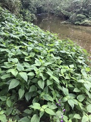 Brillantaisia lamium