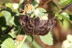 Ebrietas anacreon anacreon