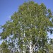 Siberian Birch - Photo (c) Ольга Курякова, some rights reserved (CC BY-NC), uploaded by Ольга Курякова