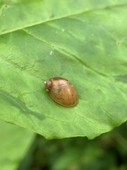 Novisuccinea ovalis