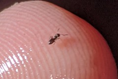 Brachymyrmex patagonicus