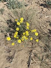 Malacothrix sonchoides