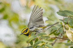 Setophaga townsendi