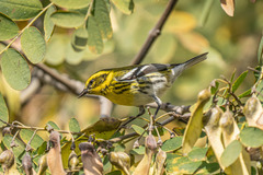Setophaga townsendi