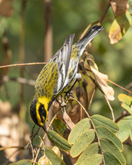 Setophaga townsendi