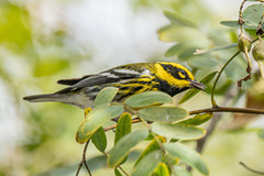 Setophaga townsendi