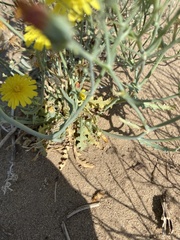 Malacothrix sonchoides