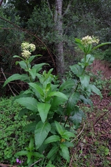 Asclepias notha