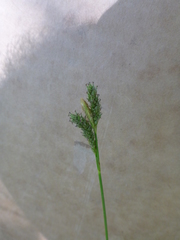 Carex gynodynama