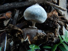 Geastrum pectinatum