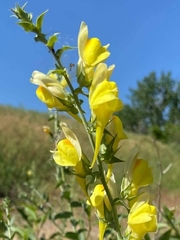 Linaria dalmatica dalmatica