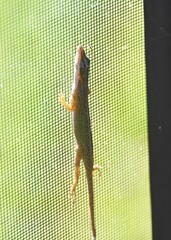 Anolis carolinensis