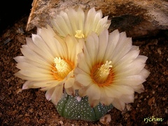Astrophytum asterias