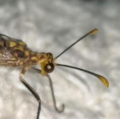 Megistopus flavicornis