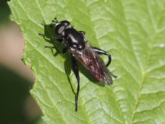 Chalcosyrphus piger