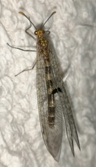 Megistopus flavicornis