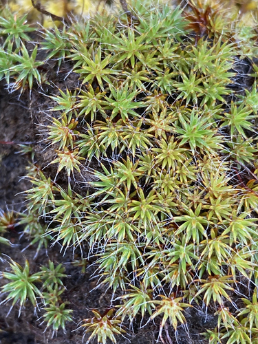 bristly haircap moss