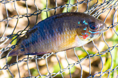 Apistogramma borellii