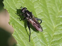 Chalcosyrphus piger