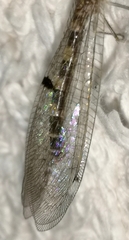 Megistopus flavicornis