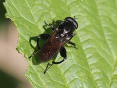 Chalcosyrphus piger