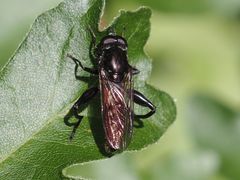 Chalcosyrphus piger
