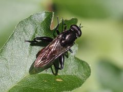 Chalcosyrphus piger