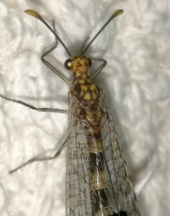 Megistopus flavicornis