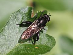 Chalcosyrphus piger