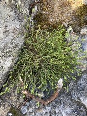 Mononeuria groenlandica