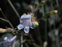 Penstemon triphyllus