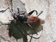 Chalcosyrphus piger