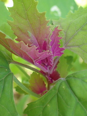 Norvellina chenopodii