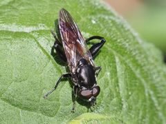 Chalcosyrphus piger