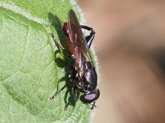 Chalcosyrphus piger