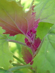 Norvellina chenopodii