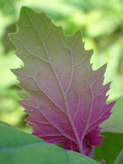 Norvellina chenopodii