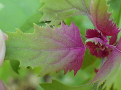 Norvellina chenopodii