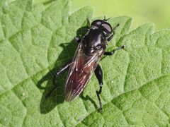Chalcosyrphus piger