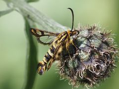 Chamaesphecia empiformis