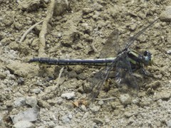 Phanogomphus borealis