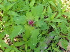 Norvellina chenopodii