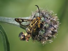 Chamaesphecia empiformis