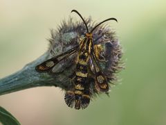 Chamaesphecia empiformis