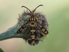 Chamaesphecia empiformis