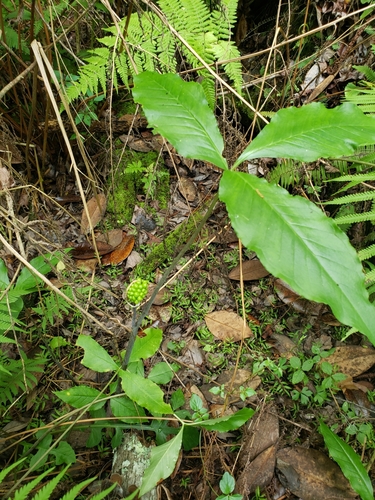 Arisaema image